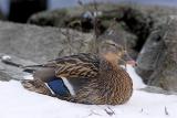 Mallard (female)