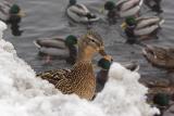 Mallard (female) ashore in front of group