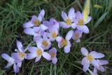 Flowers in Stourhead