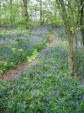 Bluebell wood near Wherwell, Hampshire