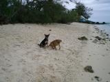 Oh neat: normal-legged dogs