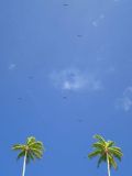 Frigate birds above Maina (unfortunately they signify a storm is coming)