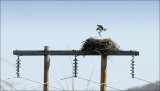 Osprey Nest Building
