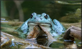 Im Back Bullfrog