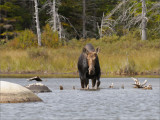 Cow Moose Grazing