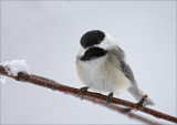 Black-Capped Chickadee