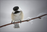 Black-Capped Chickadee