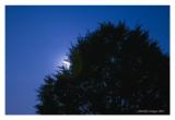 Summer juniper in moonlight, Austin