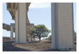 Skyway columns w oak, Round Rock