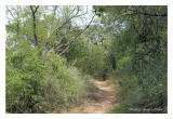 Path to the water, Lake Buchanan