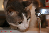 Waterchoolic