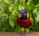 Rainbow Lorikeet 3.jpg