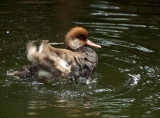Red Crested Pochard