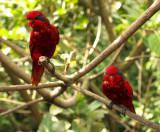 Lorikeets04.jpg