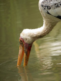 Yellow-billed Stork13.jpg