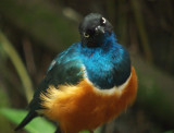 Superb Starling05.jpg