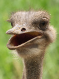 Ostrich03.jpg