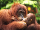 Orang Utans 01.jpg
