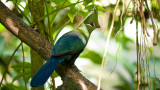 Turaco 02.jpg