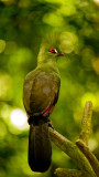 Turaco 03.jpg