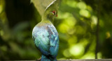 Turaco 04.jpg