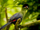 Turaco 07.jpg