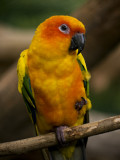 Sun concure Parrot 01.jpg