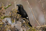 ARTAMIDAE: Woodswallows, Butcherbirds, Currawongs