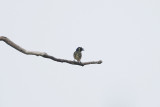 Yellow-spotted Barbet 9569.jpg