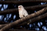 Long-billed Corella 0591b.jpg