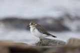 Double-banded Plover_7808b.jpg