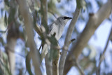 White-bellied Cuckoo-Shrike_6123.jpg