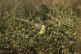 Yellow_Wagtail_2759bs.JPG