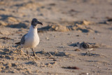 Cape May, NJ