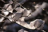 Dogwood Tree