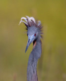 Fancy Hairdoo (Little Blue Heron)