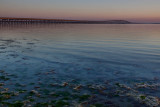 Compano Bridge & Seaweed