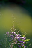 IMG_2409_3.jpg