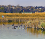 Geese and Reeds