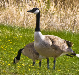 Two Geese