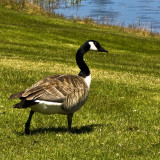 Striding Goose