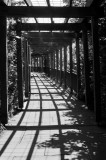 Leafy tunnel to Newgrange