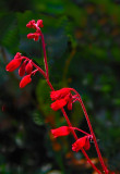 Coral Bells