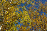 Leaves and Sky