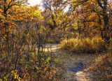 Colourful Forest Trail