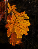 Orange Oak Leaf