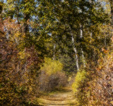 Forest Trail