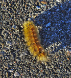 Caterpillar