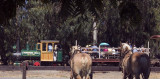 Horses Watching Deanna Pass At Deer Park