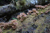 Candy cap mushrooms